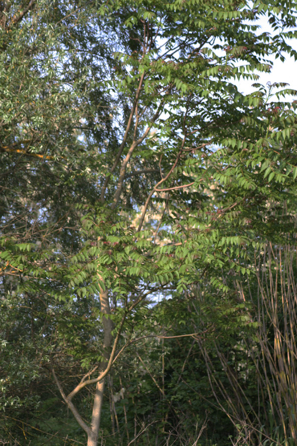 Ailanthus altissima